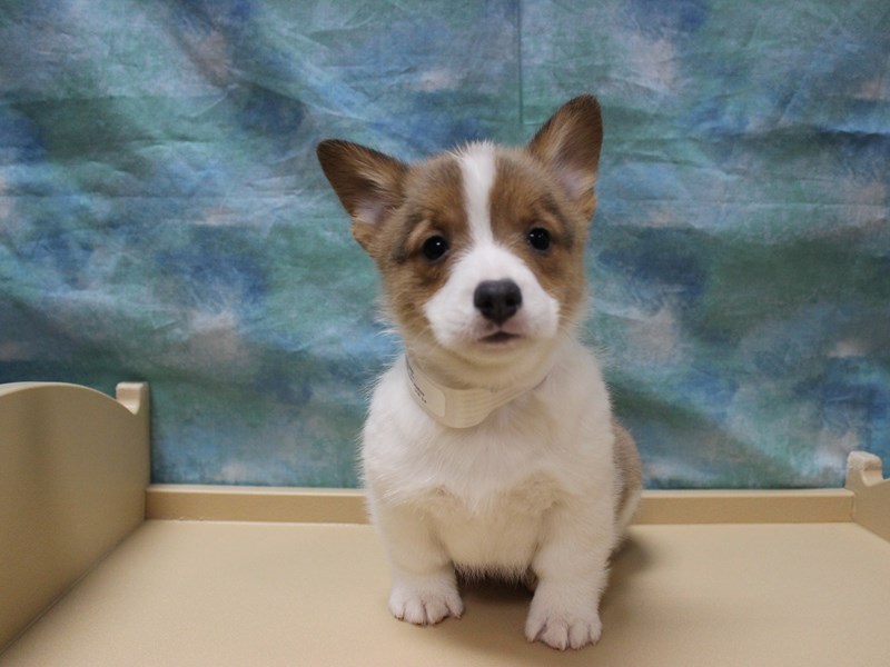 Pembroke Welsh Corgi