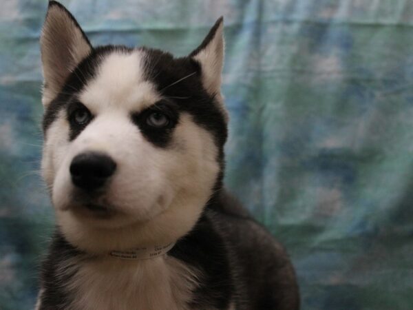 Siberian Husky-DOG-Female-Black / White-25573-Petland Racine, Wisconsin