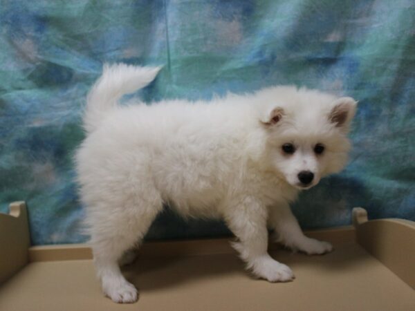 American Eskimo Dog-DOG-Male-White-25565-Petland Racine, Wisconsin