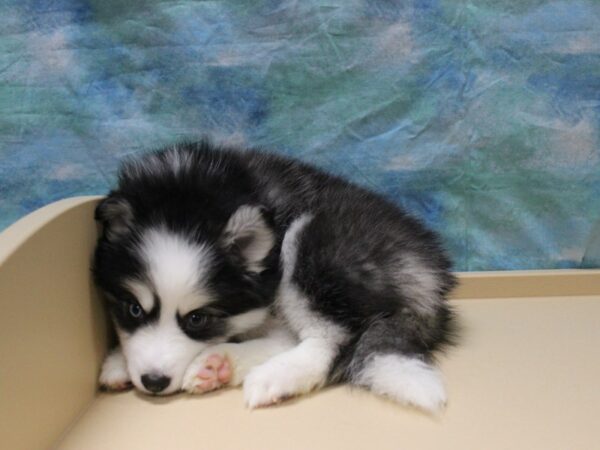 Huskimo DOG Female Black / White 25562 Petland Racine, Wisconsin