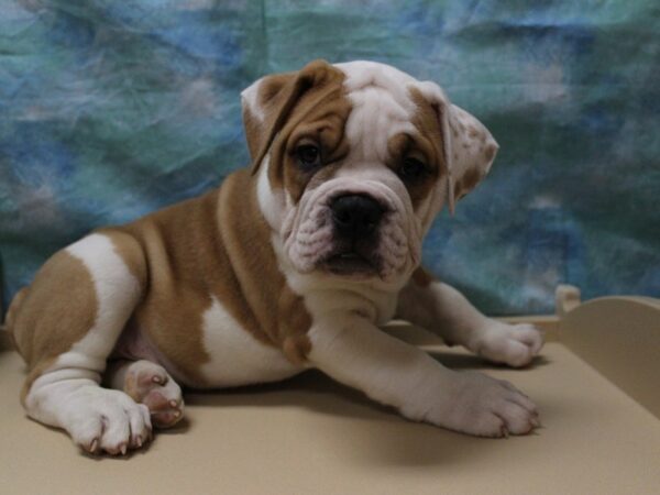 Olde Bulldog-DOG-Male-RD/WH-25582-Petland Racine, Wisconsin