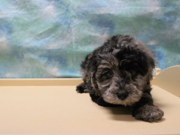 Schnoodle-DOG-Male-Blue Merle-25574-Petland Racine, Wisconsin