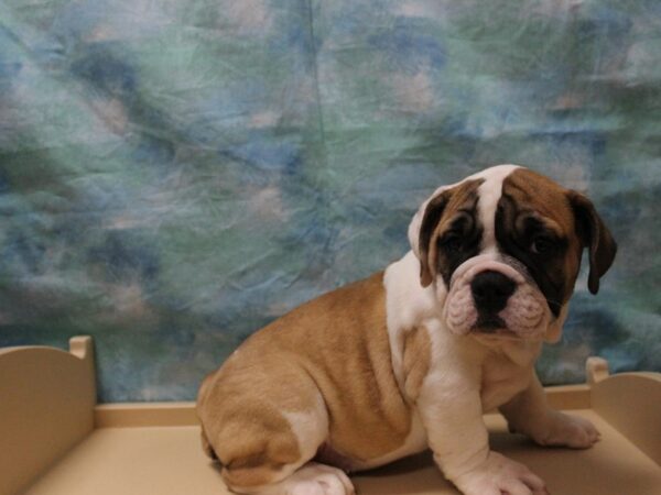 Olde Bulldog-DOG-Female-RD/WH-25583-Petland Racine, Wisconsin