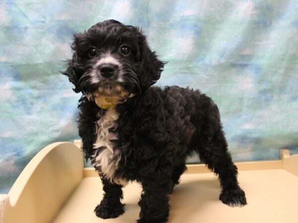 Cavapoo 2nd Gen-DOG-Female-B/W/MRKS-25585-Petland Racine, Wisconsin