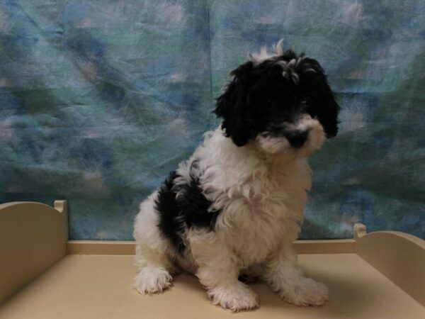 Cavapoo 2nd Gen-DOG-Male-B/W/PRTI-25584-Petland Racine, Wisconsin