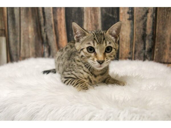 Bengal-CAT-Female-Brown Mackeral Tabby-16219-Petland Racine, Wisconsin