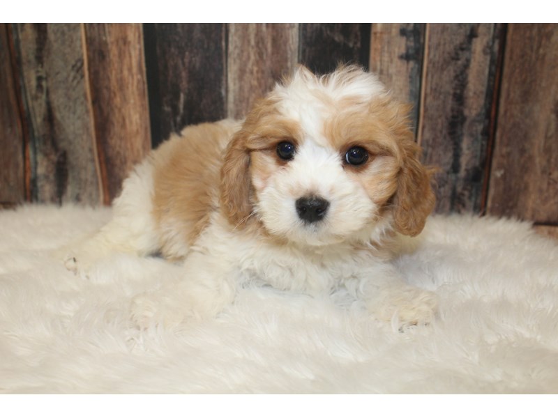Cavachon