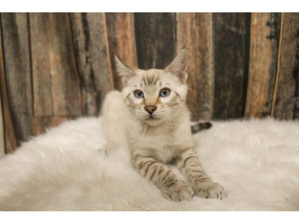 Bengal CAT Male Silver 16221 Petland Racine, Wisconsin