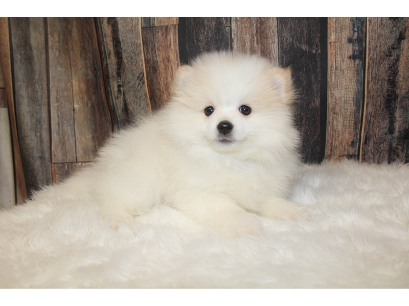 Pomeranian