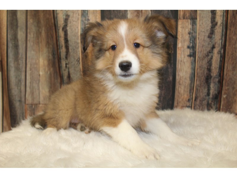 Shetland Sheepdog
