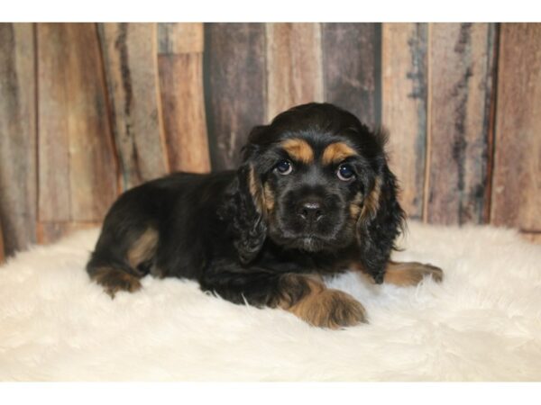 Cock A Poo 2nd Gen-DOG-Female-Black / Tan-16226-Petland Racine, Wisconsin