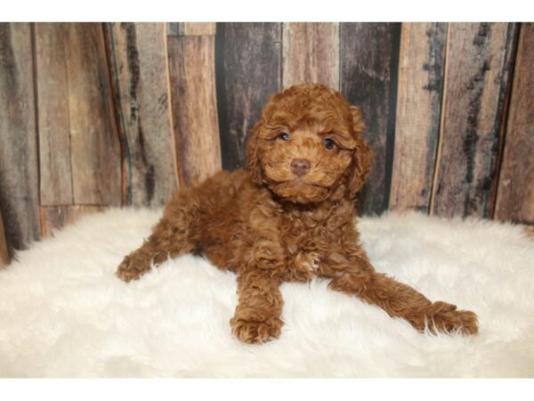 Poodle-DOG-Male-Red-16228-Petland Racine, Wisconsin