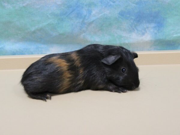 American Guinea Pig-GUINEA PIG-Male--25588-Petland Racine, Wisconsin