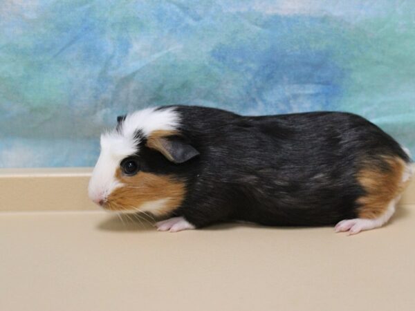 American Guinea Pig-GUINEA PIG-Male--25591-Petland Racine, Wisconsin