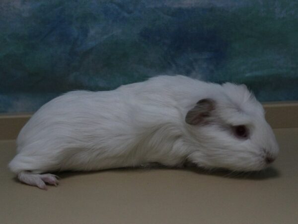 American Guinea Pig-GUINEA PIG-Male--25592-Petland Racine, Wisconsin
