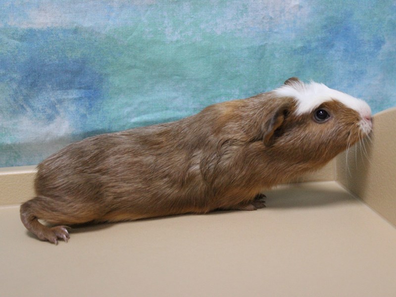 American Guinea Pig