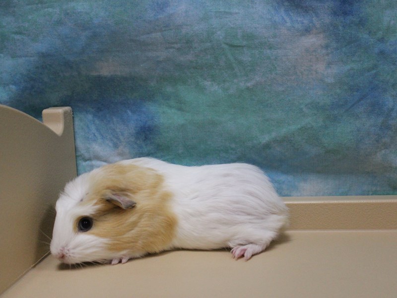 American Guinea Pig
