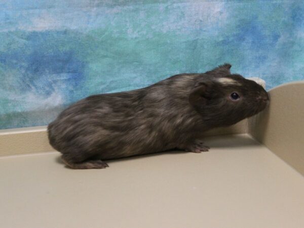 American Guinea Pig-GUINEA PIG-Male--25621-Petland Racine, Wisconsin