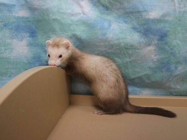 Ferret-FERRET-Female--25624-Petland Racine, Wisconsin