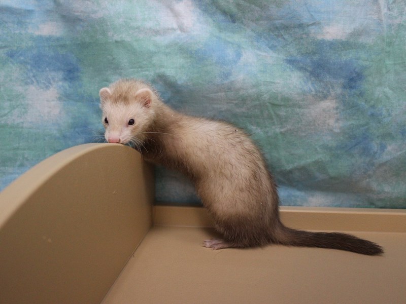 Ferret