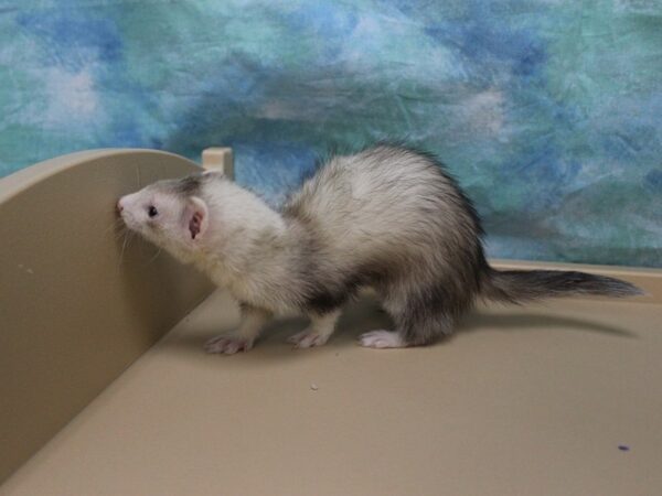Ferret-FERRET-Female--25625-Petland Racine, Wisconsin