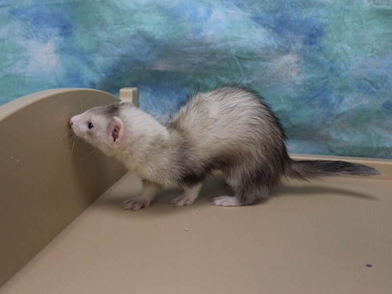 View Ferret Puppy Photos Petland Racine, Wisconsin