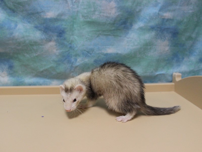 FerretFERRETFemale3138943Petland Racine, WI