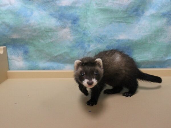 Ferret-FERRET-Female--25627-Petland Racine, Wisconsin