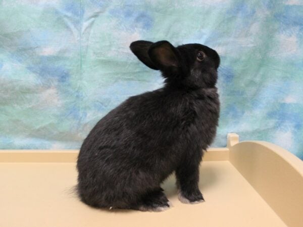 Holland Lop/Lionhead RABBIT 25618 Petland Racine, Wisconsin