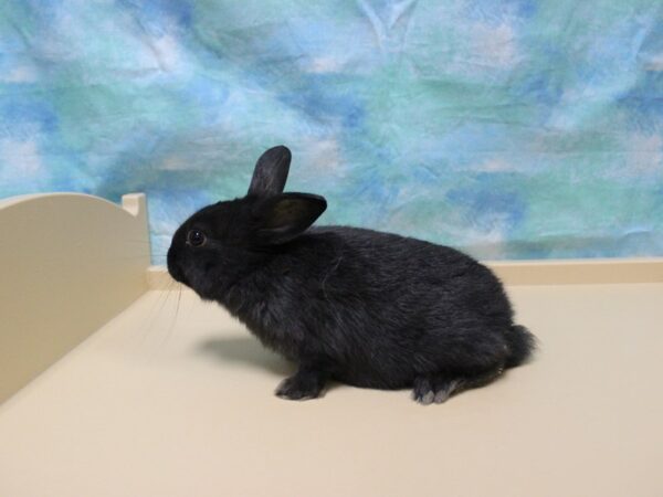 Netherland Dwarf-RABBIT---25599-Petland Racine, Wisconsin