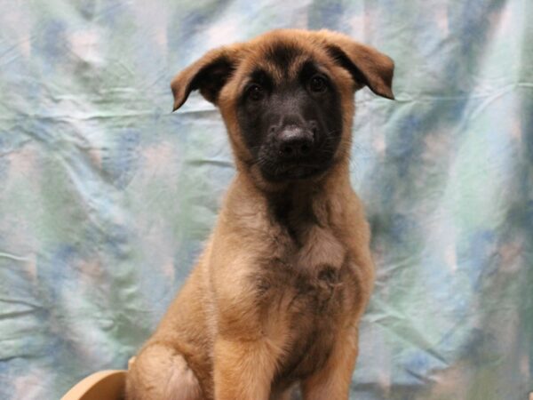 German Shepherd/Belgian Malinois-DOG-Male-Sable-25607-Petland Racine, Wisconsin