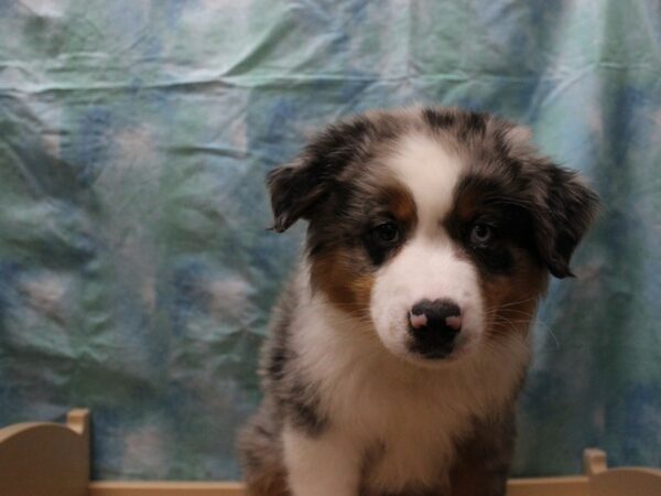 Australian Shepherd-DOG-Male-Blue Merle-25613-Petland Racine, Wisconsin
