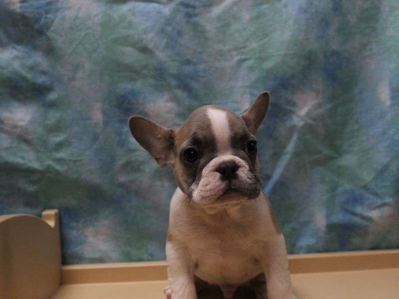 French Bulldog