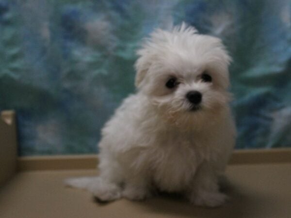 Maltese DOG Male White 25611 Petland Racine, Wisconsin