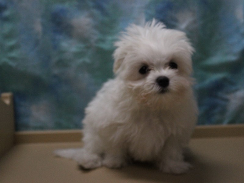 Maltese