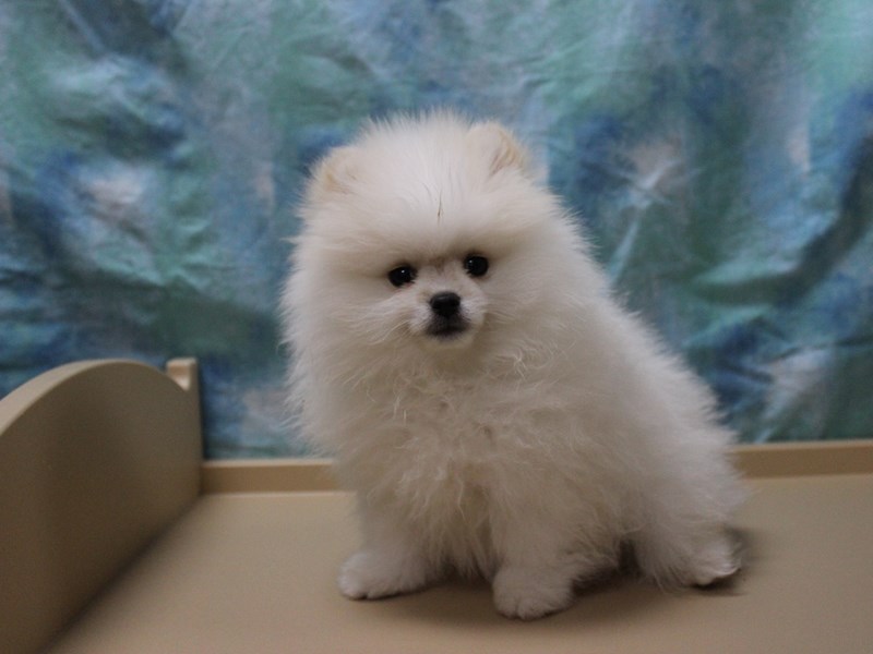 Pomeranian