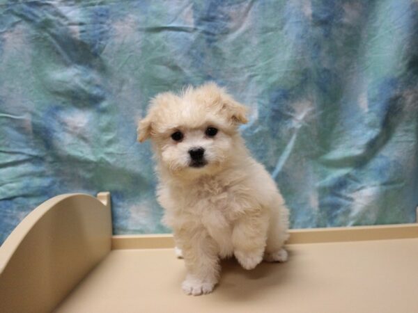 Pomeranian/ Teddy Bear-DOG-Female-Cream-25605-Petland Racine, Wisconsin