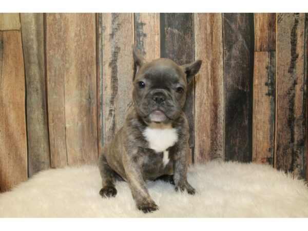French Bulldog-DOG-Male-Blue Brindle-16200-Petland Racine, Wisconsin