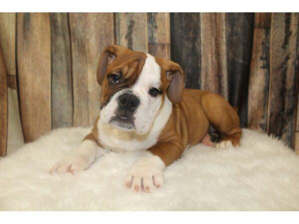 Olde Bulldog-DOG-Male--16202-Petland Racine, Wisconsin