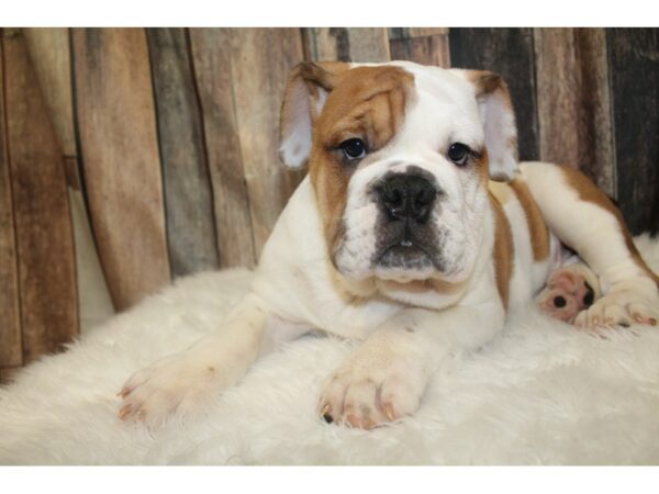 Olde Bulldog-DOG-Female--16203-Petland Racine, Wisconsin