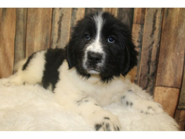 Newfoundland DOG Female Black & White 16230 Petland Racine, Wisconsin