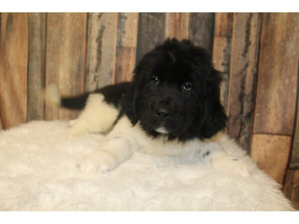 Newfoundland-DOG-Male-Black & White-16231-Petland Racine, Wisconsin