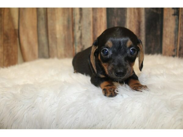 Dachshund-DOG-Male-Black/Tan-16232-Petland Racine, Wisconsin