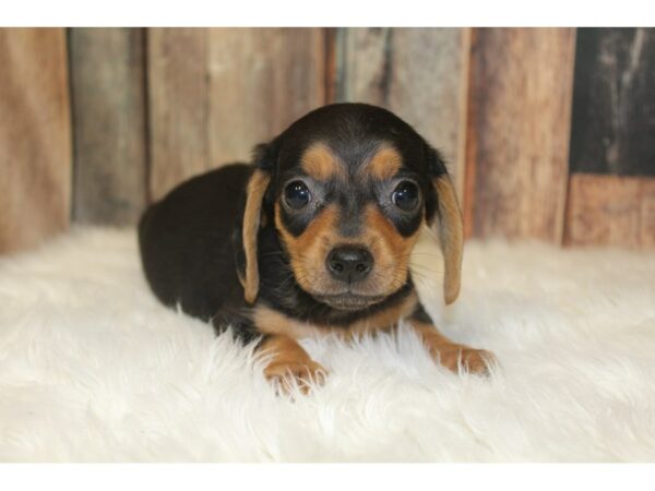 Dachshund-DOG-Male-Black/tan-16233-Petland Racine, Wisconsin