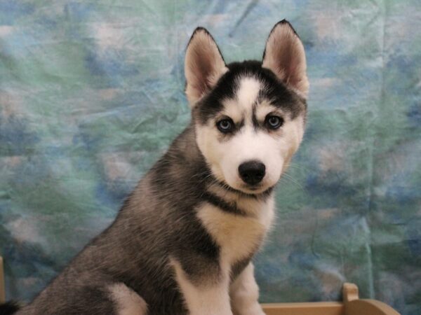 Siberian Husky-DOG-Female-Black & White-25628-Petland Racine, Wisconsin