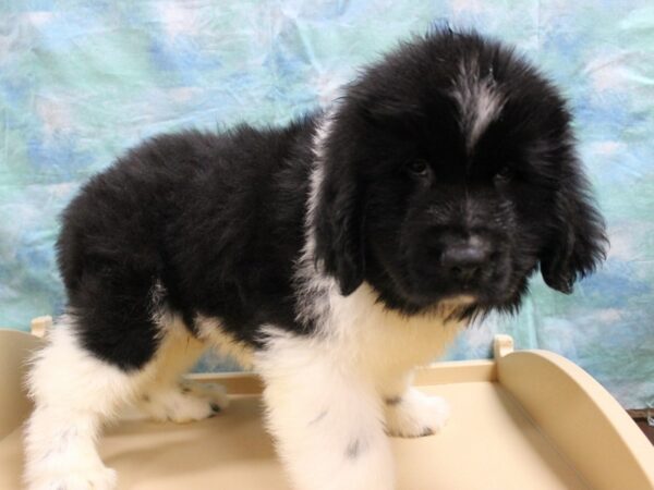 Newfoundland DOG Male Black & White 25629 Petland Racine, Wisconsin