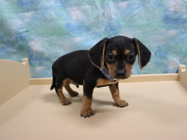Dachshund-DOG-Male-BLK/TAN-25631-Petland Racine, Wisconsin