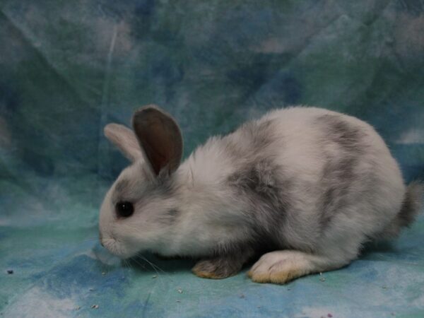 Mini Rex-RABBIT---25642-Petland Racine, Wisconsin