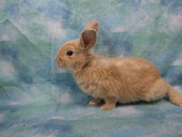 Mini Rex-RABBIT---25641-Petland Racine, Wisconsin