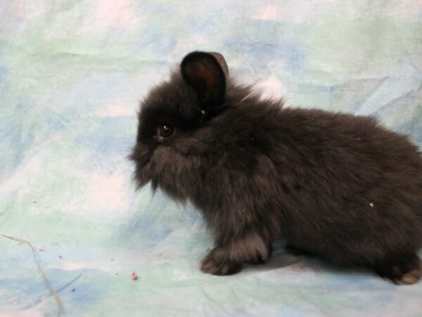 Lionhead-RABBIT---25638-Petland Racine, Wisconsin